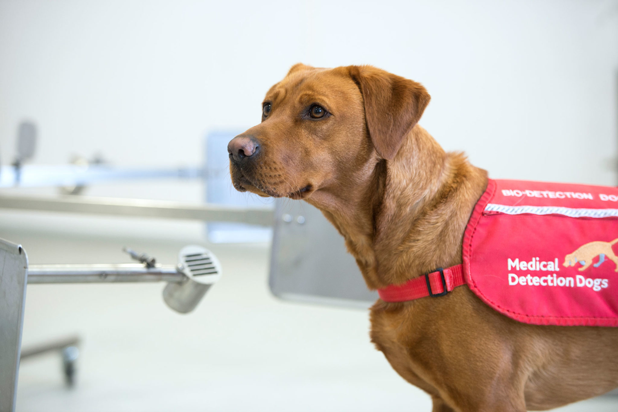 local-hospitals-aid-with-sniffer-dog-covid-19-trial-doncaster-and